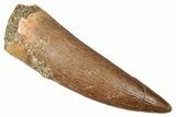 Fossil Plesiosaur (Zarafasaura) Tooth - Morocco #344217-1